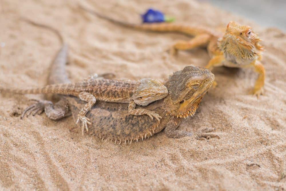 baby bearded dragon lies on top of mother but Can Baby Bearded Dragons Eat Superworm Beetles?