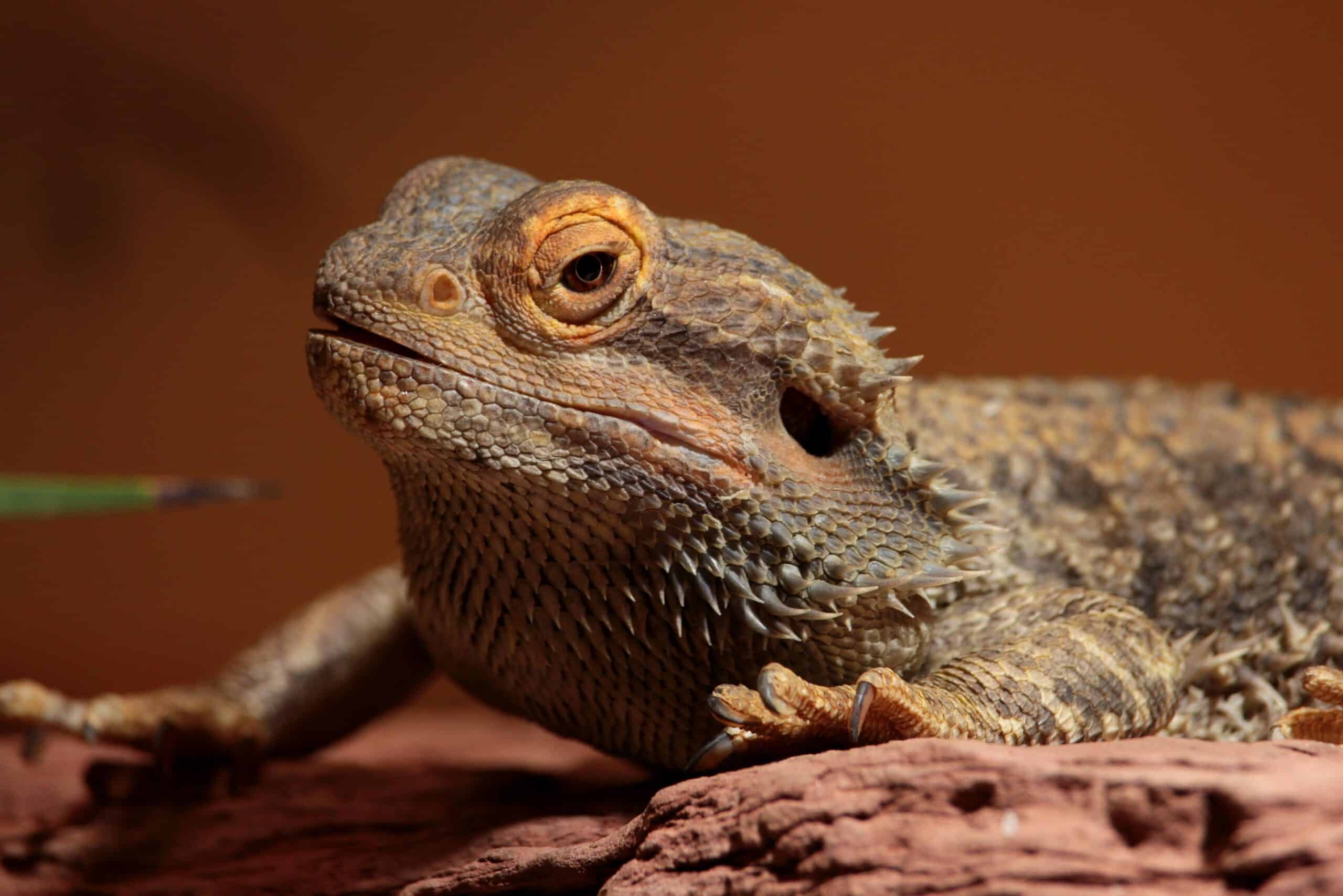 bearded dragon in its enclosure but Can Bearded Dragons Learn Their Name?