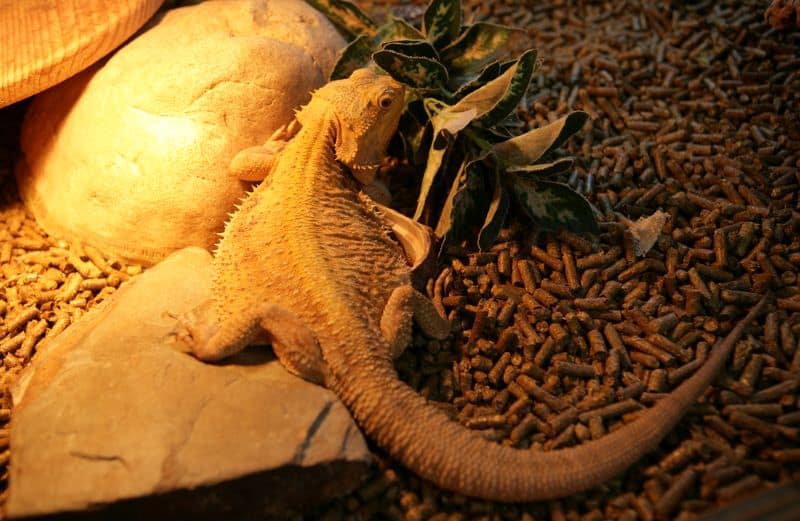 beardie in a tank with bright lights as owner asks Can Bearded Dragons Sleep With The Light On?