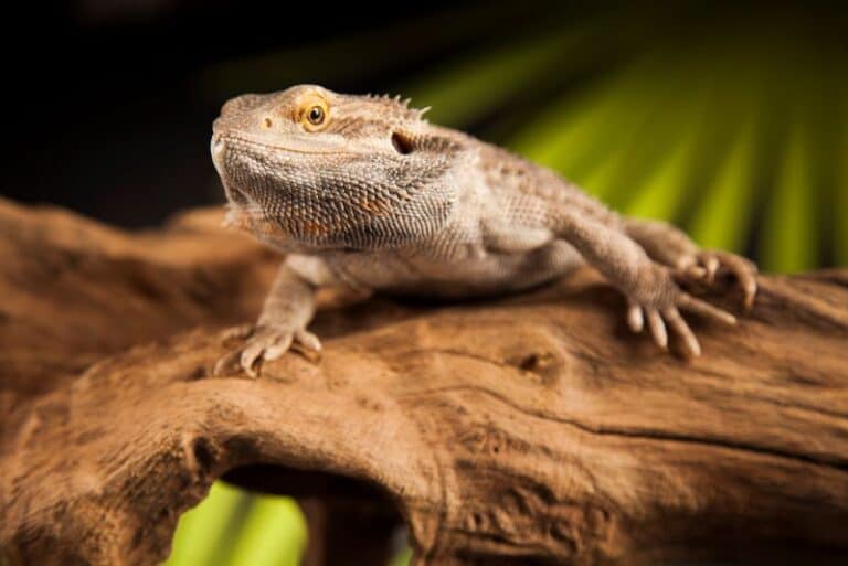 Can Bearded Dragons Sleep With Their Eyes Open? Petstant