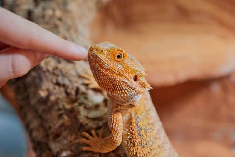 owner plays with a beardie and asks Can You Cuddle With A Bearded Dragon?