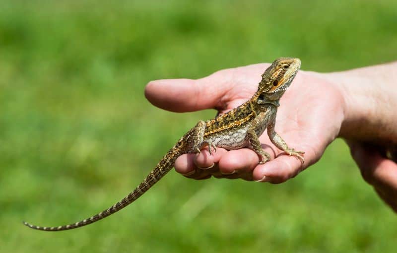 bearded dragon in the hand of a person but Can You Walk Your Bearded Dragon Outdoors?