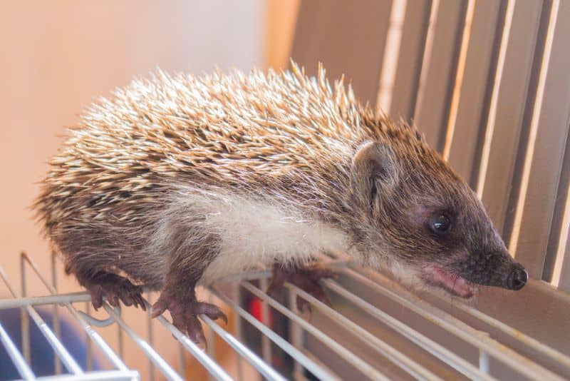 hedgehog out of its cage