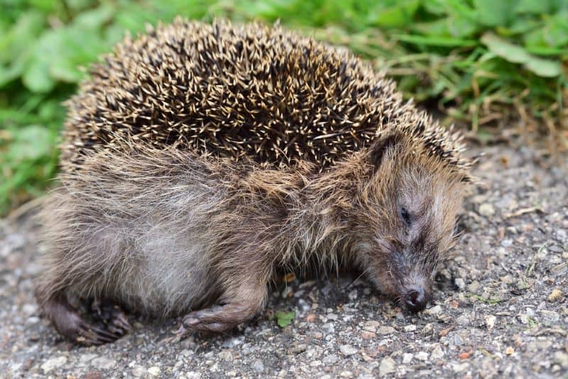 dead hedgehog by the roadside as owner asks Do Hedgehogs Die Easily?