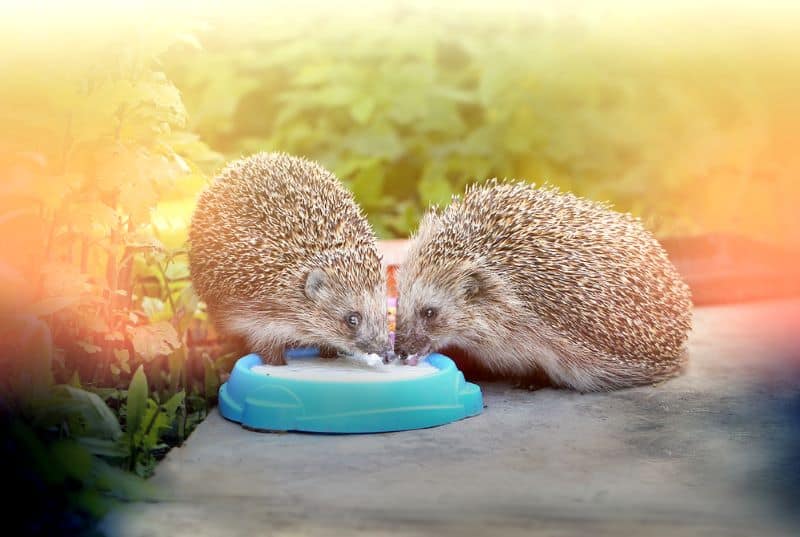 male and female hedgehog eating together