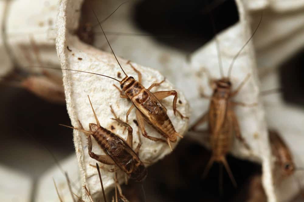 3 crickets in a home