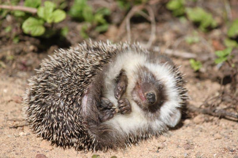 hedgehog lying on the ground after ringworm-induced itching