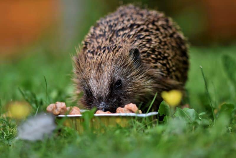 wild hedgehog eats in a backyard