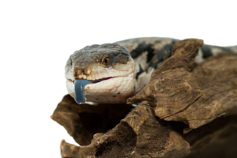 blue-tongued skink rests on a wooden branch