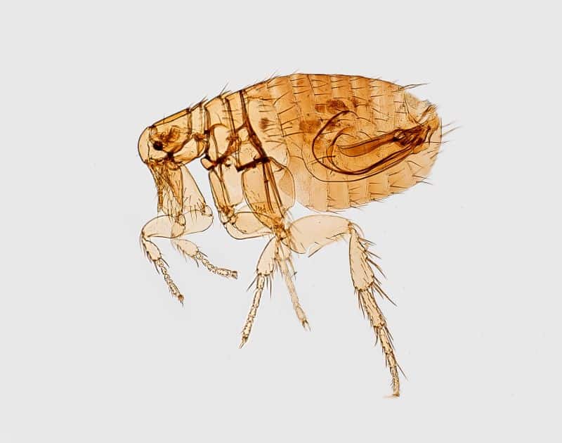 brown flea